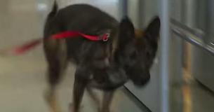 Hond rent naar soldaat op vliegveld, bijstanders in tranen