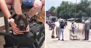 Abri submergé par toutes les personnes déposant des animaux domestiques