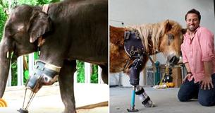 Meet Derrick Campana, The Man Who Has Helped Over 20,000 Animals Walk Again
