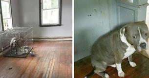 Des pit-bulls laissés pour mourir dans une maison abandonnée remuent la queue lorsqu'ils voient leur sauveteur