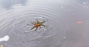 Texas Now Has Swimming Tarantulas