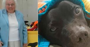 89-Year-Old Lady Has Knitted Over 450 Blankets For Shelter Dogs, And They're So Comfy