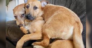 Golden Dog Finds Homeless Twin And Won't Let Him Go Until Owner Takes Both Home For Good