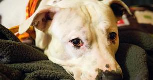 Was für eine anmutige Kreatur  Dieser ausgesetzte Hund blieb auf seiner Decke und wartet auf seine Besitzer