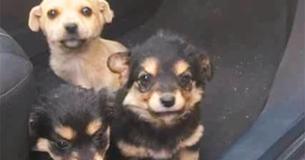 Man Finds Homes For Stranded Puppies On The Side Of The Road