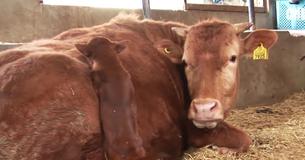 Dog Reunites With Cow That Took Care Of Him When He Was Abandoned As A Puppy