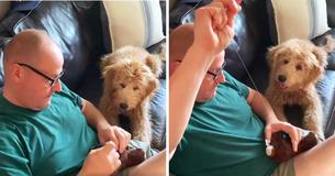 Golden Doodle Realizes Owner Is Sewing His Favorite Toy Back Together And Refuses To Leave His Side
