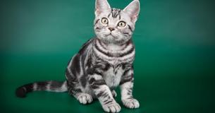 Cats Mimic The Traits Of Their Owners, According To New Research