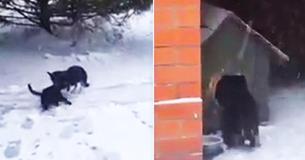 Beautiful Friendship: Dog Rescues Cat In Cold Weather And Takes Its Feline Friend To Its Kennel In Touching Video
