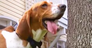 Hero Dog Saves Three Sleeping Girls From Intruder Who Broke Into Their Home