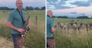 This Dad Playing The Saxophone For A Herd Of Cows Is The Wholesome Energy We Needed Today