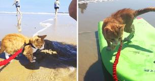Homeless Kitten Realizes He Is Destined To Be A Surfer