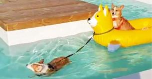 One Corgi Pulling Another Corgi On A Corgi Pool Float – Total Corgi Inception