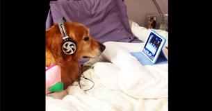 Dog Scared Of Fireworks Wears Headphones And Watches Videos On Tablet To Calm Down