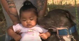 Heroic Pitbull Pulls Baby Out Of House Fire By Diaper, Rescues The Whole Family