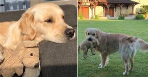 I Can't Get Over This Golden Retriever With His Stuffed Toy Mini-Me He Takes Everywhere