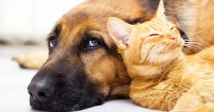 Kamera hält berührende Szenen fest, wie mitfühlende Katze Hund mit Angststörung beruhigt, wenn er alleine ist