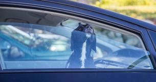 Besitzer lässt Hund in Wagen zurück und geht Schwimmen - Polizei muss Tier vor Hitzetod retten