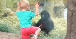 Toddler Walks Up To Baby Gorilla, Gets A Bit Too Close And Has Parents Laughing Hysterically