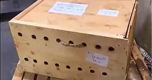 Ce conteneur en bois avec des trous d'aération a été dans un aéroport pendant une semaine avant que quelqu'un ne l'ouvre
