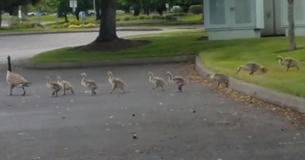 Gaggle Of Geese Adopt Cute Duckling