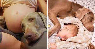 Treue Hunde wachen 9 Monate über Babybauch. Auch seitdem das Baby auf der Welt ist, beschützen sie es wie ihr eigenes Kind