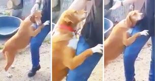 Journalist besucht Tierheim und verliebt sich in süßen Hund, der sein Bein umklammert