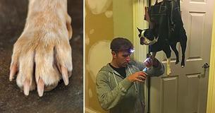 Hond vind het knippen van zijn nagels verschrikkelijk, daarom bedenkt vader geweldige truc met een tas 