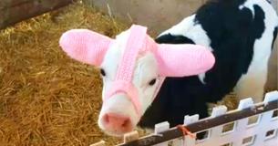 Farmers Protecting Calves From Frostbite Set Off Internet Hype With Cute Photos Of Calves Wearing Earmuffs