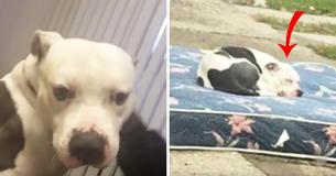 Un chien abandonné attend patiemment sur son matelas après que les propriétaires aient déménagé et l'ont quitté