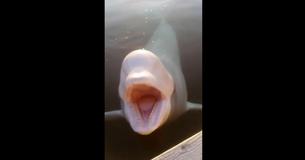 Friendly Beluga Whale Loves Striking A Pose For The Camera In Norway