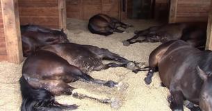 Une femme vérifie ses chevaux somnolant dans la grange, et les filme en train de péter et de ronfler