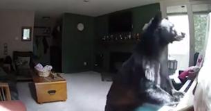 A Bear Broke Into A Family Home To Play A Little Bit Of Piano