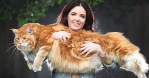 Paar adoptiert kleines Maine-Coon-Kätzchen und rechnet nicht damit, dass sie die längste Katze der Welt sein wird