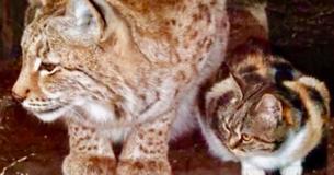 Une chatte errante entre dans le zoo de Saint-Pétersbourg et se lie d'amitié avec un lynx