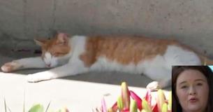 Une femme laisse son chat s'allonger dehors sur la pelouse et se fait accuser par les contrôles animaliers