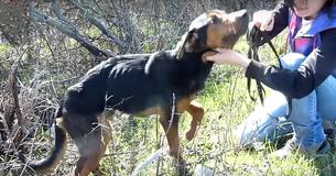 Une femme découvre un chien errant affamé et émacié au bord d'une route avec une jambe blessée
