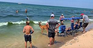 An Unusually Calm Deer Stuck Around With Beachgoers On Lake Michigan