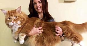 Unglaublicher Rekord: Omar ist mit 1,20 Meter die größte Katze der Welt 