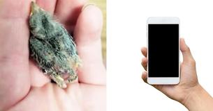 Intoxicated Man Sends Injured Baby Bird To Animal Rescue  In An Uber