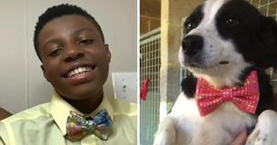 Boy Makes Bow Ties For Shelter Animals To Help Them Find A Family