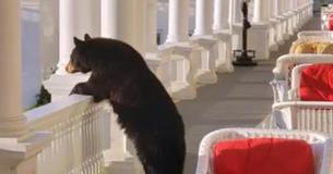 Fascinating Bear Watches Sunrise From Hotel Porch
