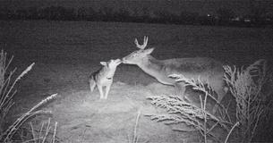 Dog Disappears From Home To Make Friends With A Deer