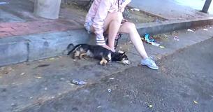 Kindhearted Bystander Sat With Dog Who Was Hit By A Car Until Assistance Could Arrive