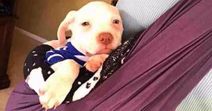 Lonely Puppy Only Relaxes When He Feels His Foster Mother’s Heartbeat
