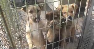 Courageous Woman Rescues Puppies From Becoming Meat
