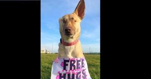 Dog Beats The Odds And Becomes Therapy Dog