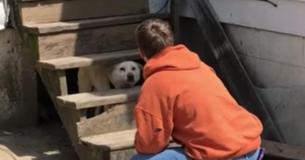 Dog Is Rescued From Under The Stairs