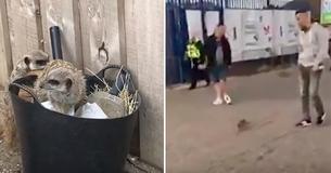 Bystanders Shocked As Meerkats Escape From Animal Center And Go On A Jog Along The Seafront
