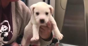 Rescuers Save Tiny Puppy After Her Paws And Tail Had Been Tied Together